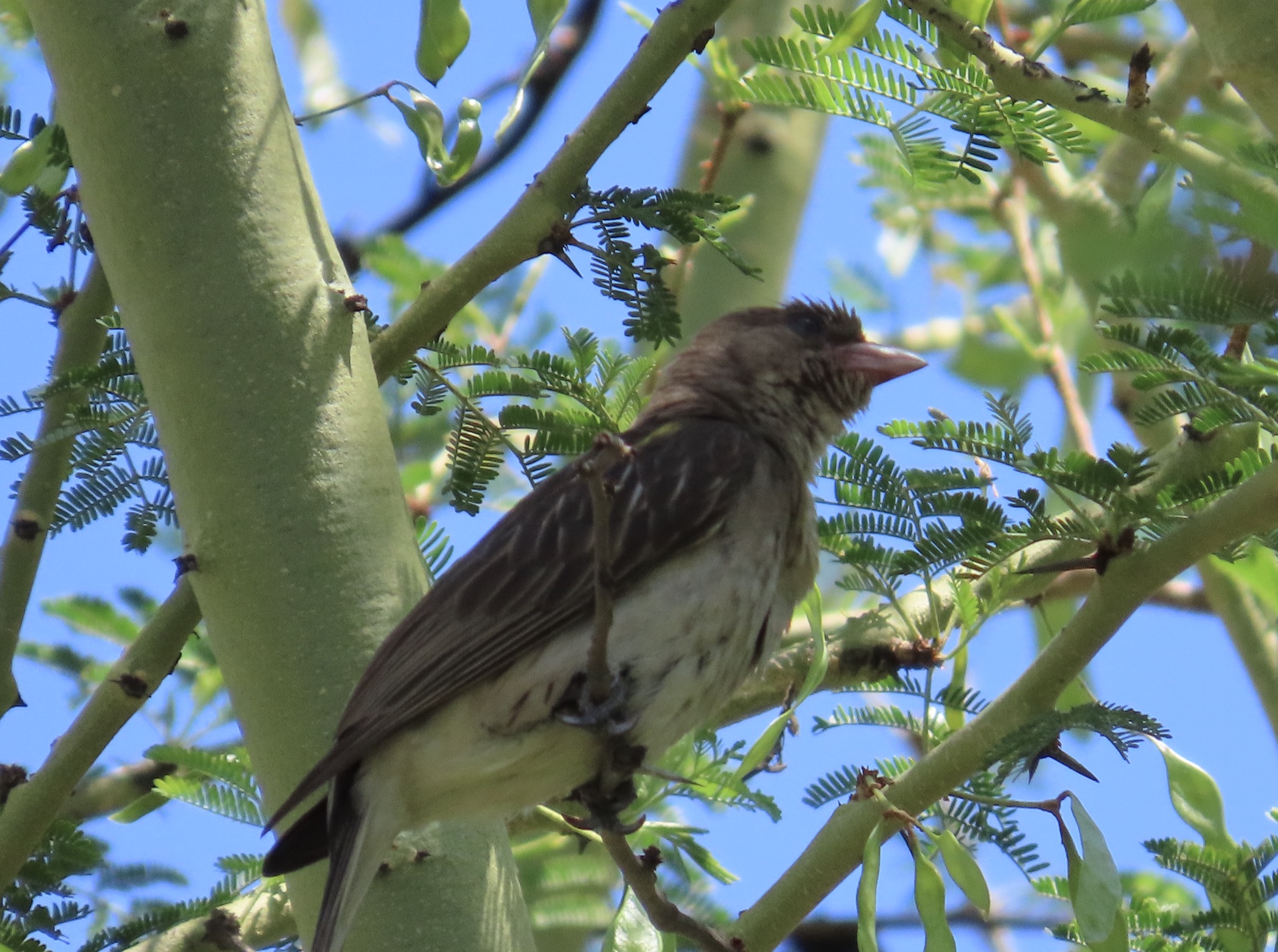 Greater Honeyguide bird photographed in Pretoria East